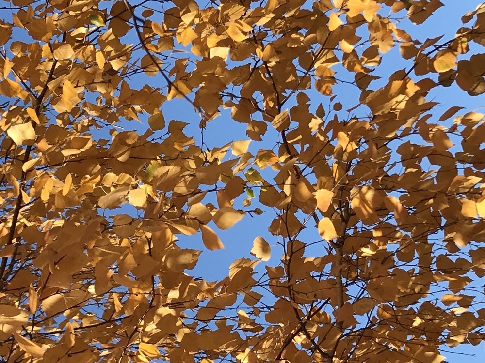 Photograph by Анар Амирова