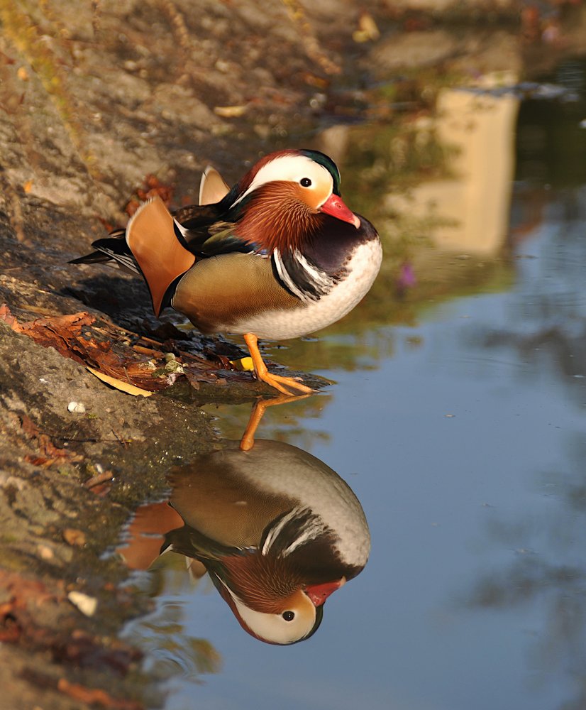Mandarin duck