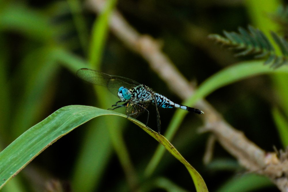 Photograph by Seethal Jose Anu