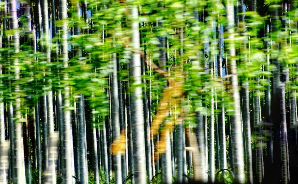 Photograph by Swapnil Bavaria