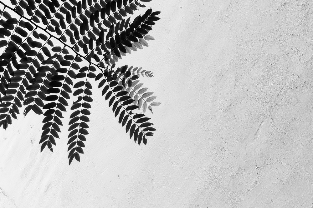 Photograph by Seethal Jose Anu