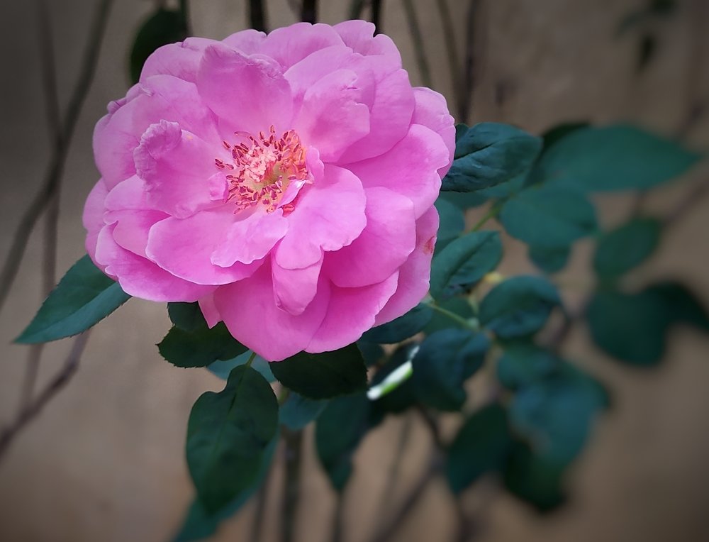 Photograph by San Yu Maung