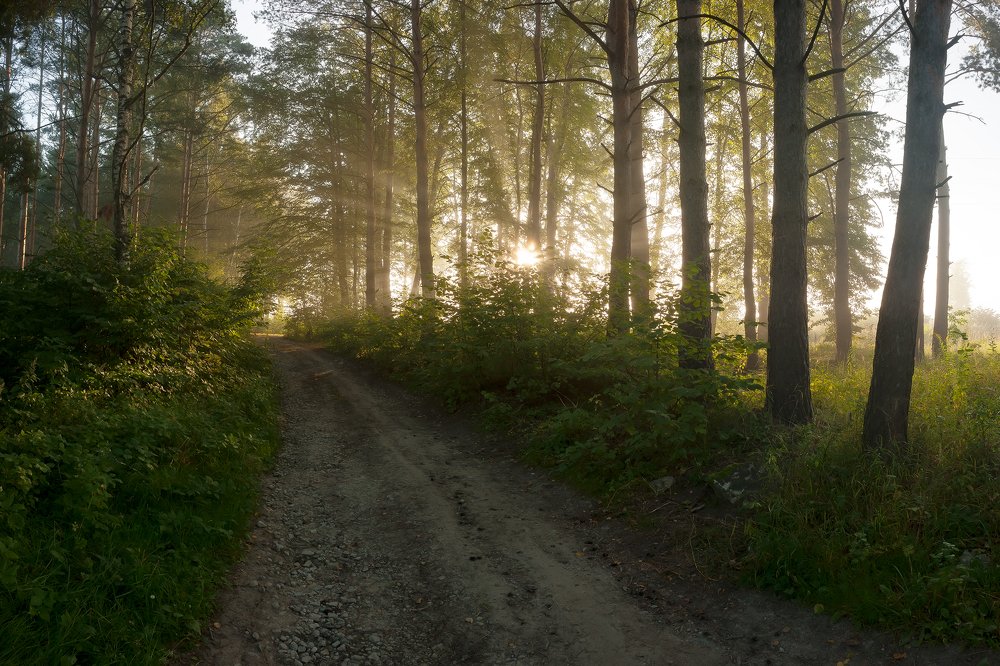 Туманный лес