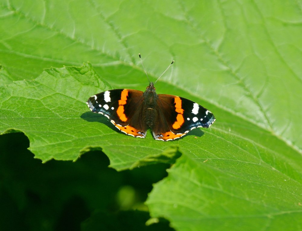 Photograph by Ольга Ситникова