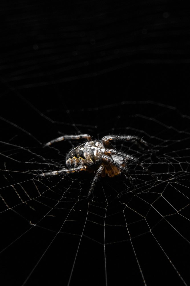 Паук на паутине