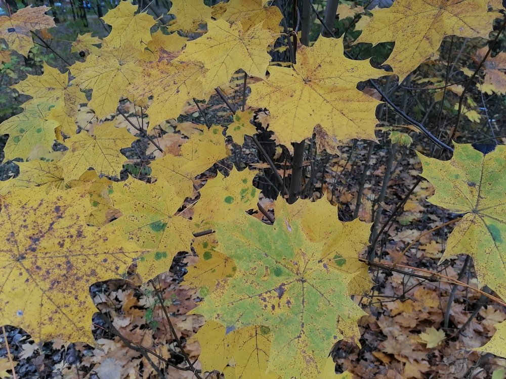 Фотография автора Оксана Зеленко