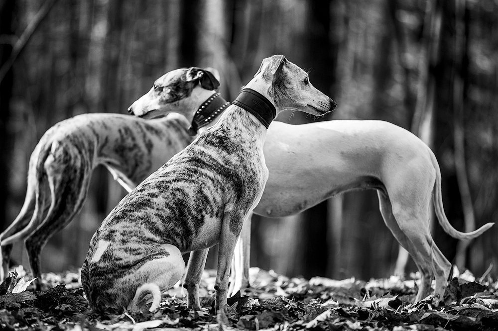 Whippets
