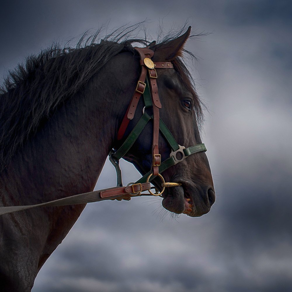 Фотография автора Ахмат Байсиев