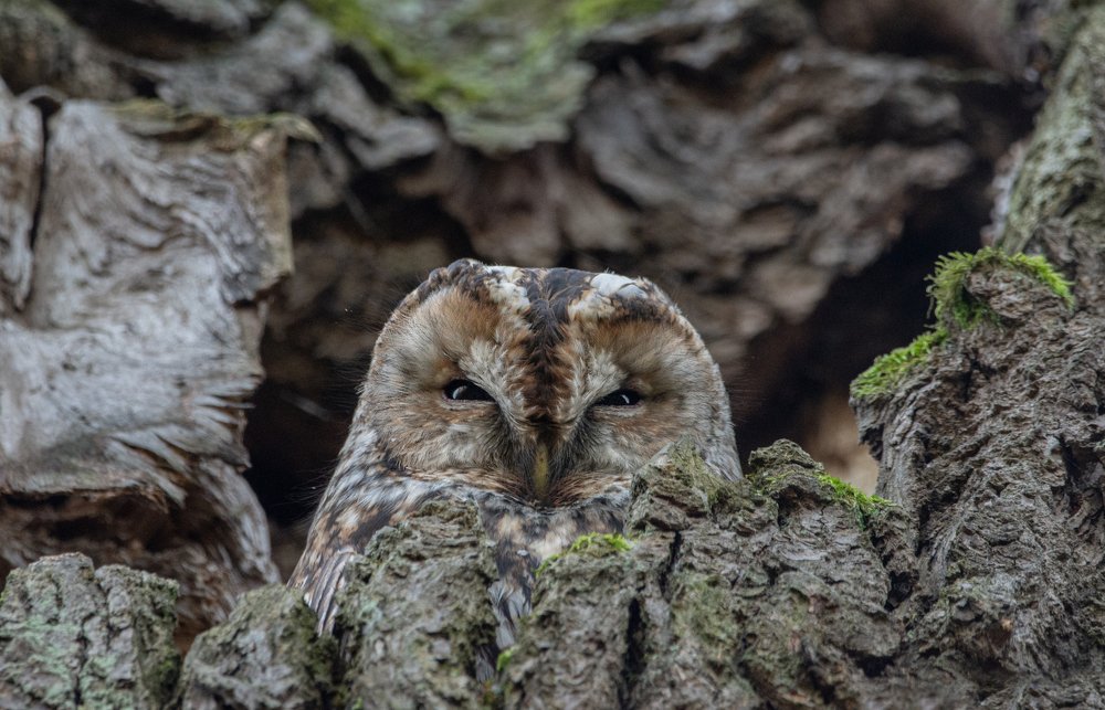 Фотография автора Татьяна Ливеровская