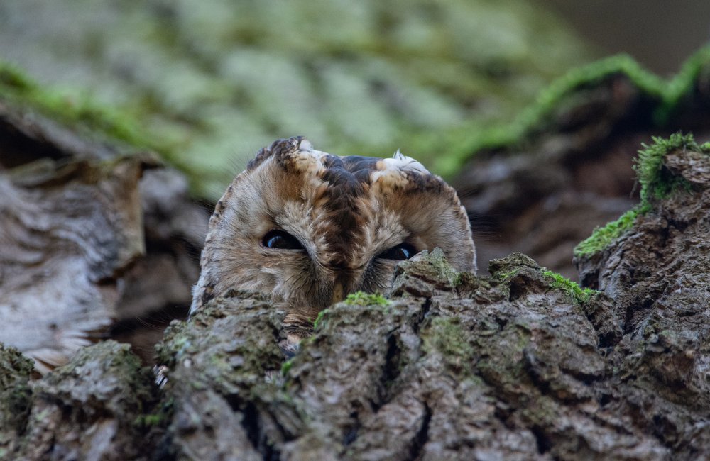 Фотография автора Татьяна Ливеровская