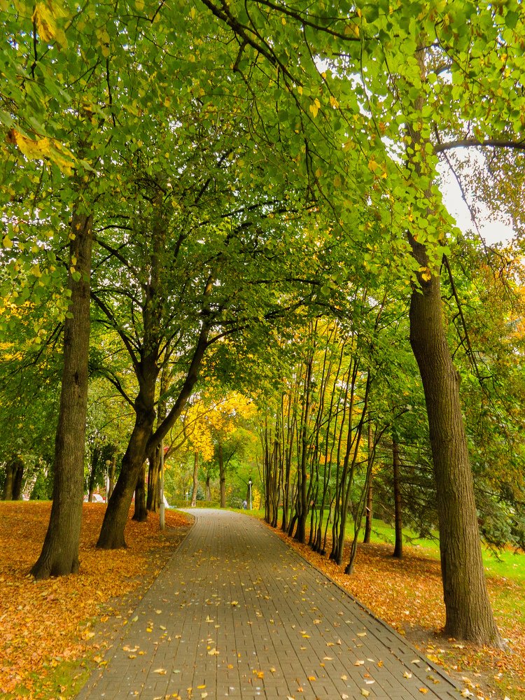 Городской парк в Минске.