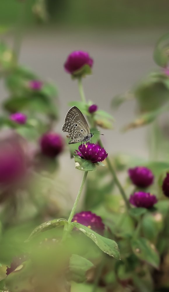 Photograph by Auntor Auntor Islam