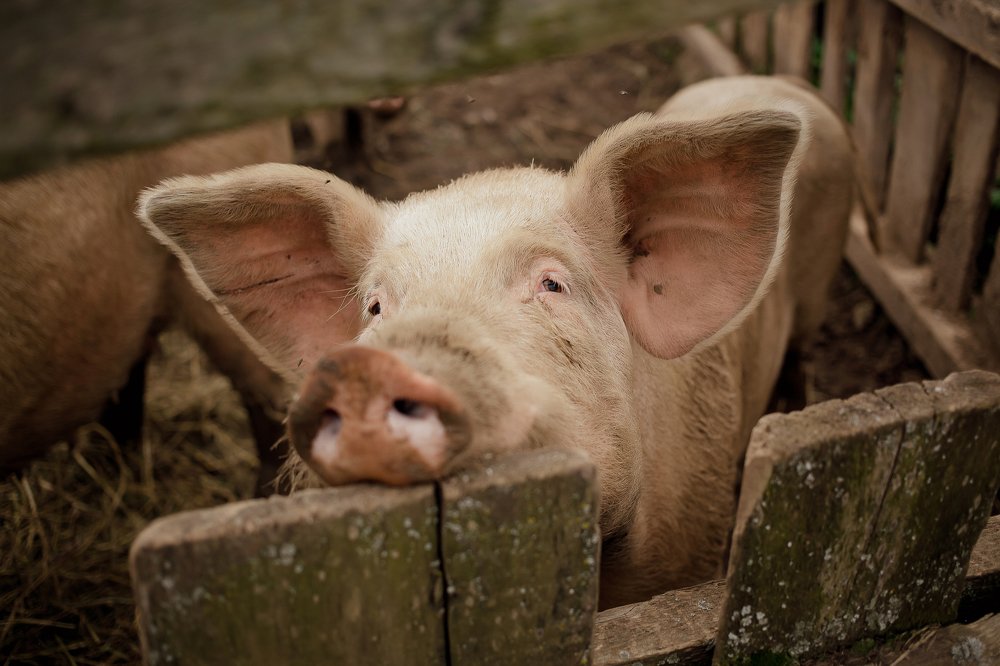 Photograph by Юлия Куркова