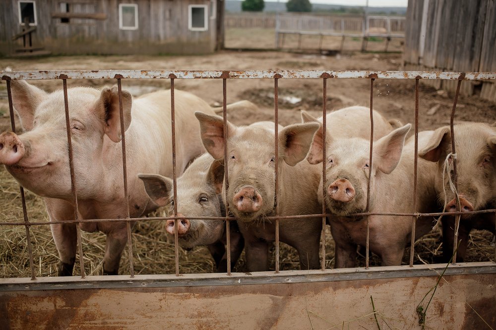 Photograph by Юлия Куркова