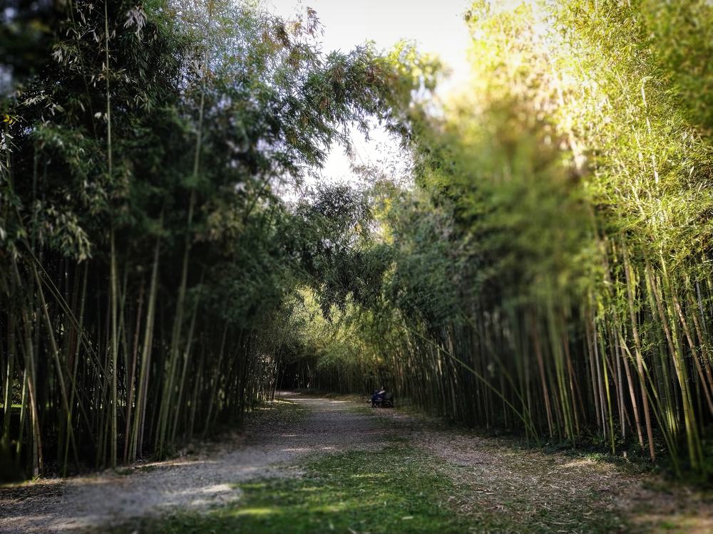 Photograph by Эльза Чанба