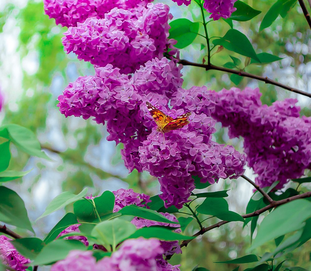 Photograph by Светлана Ветрова