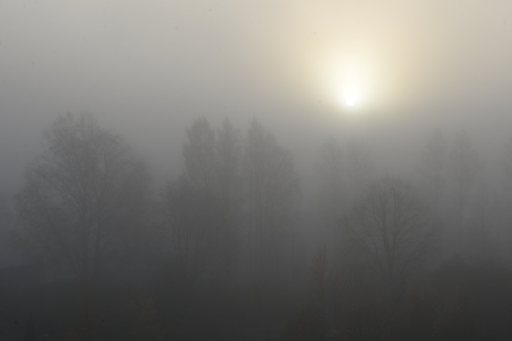 Туман и солнце...