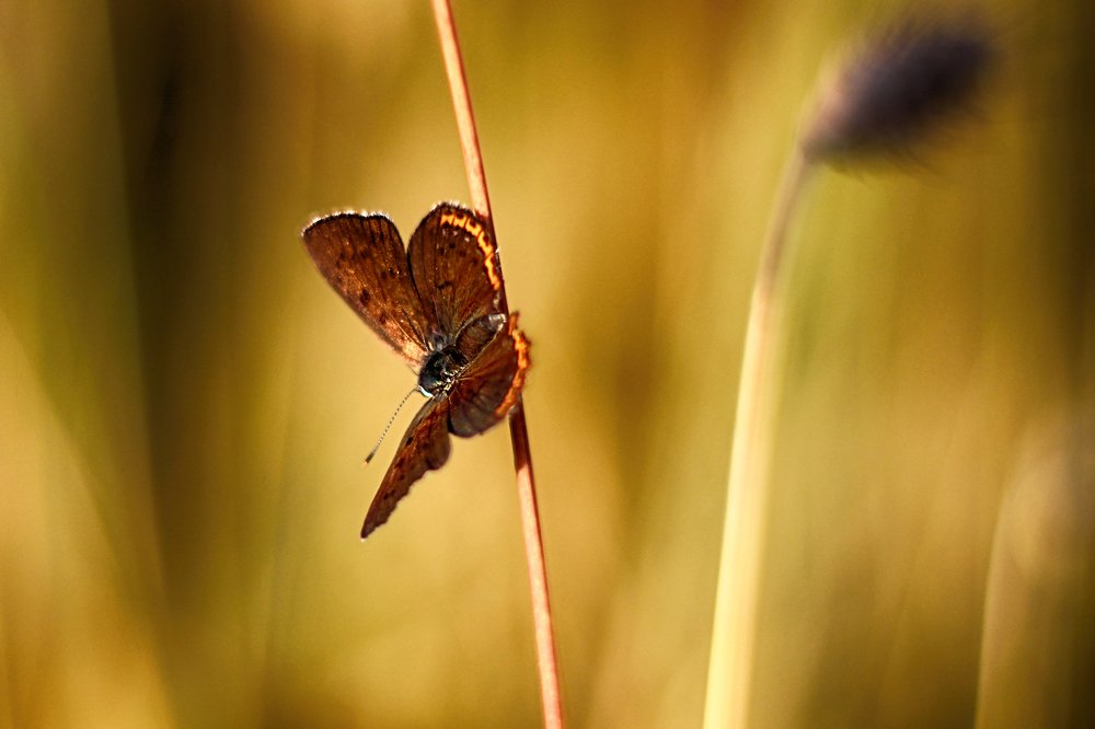 Photograph by Anna Suchcicka