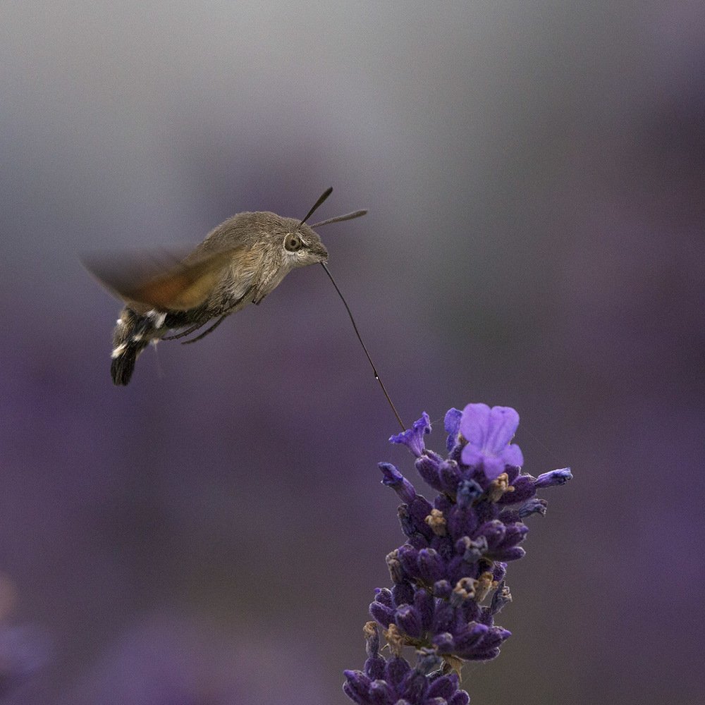Фотография автора Анатолий Макоедов