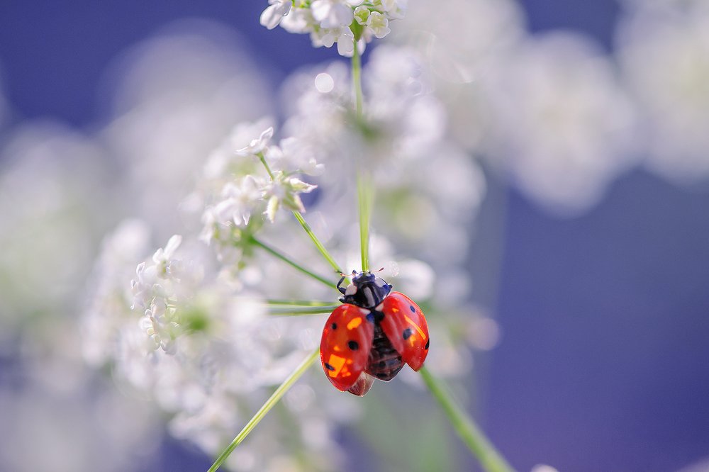 Photograph by Marina Baccardi