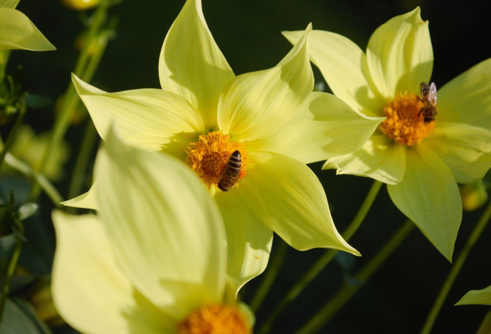 Photograph by Лена Силайчева