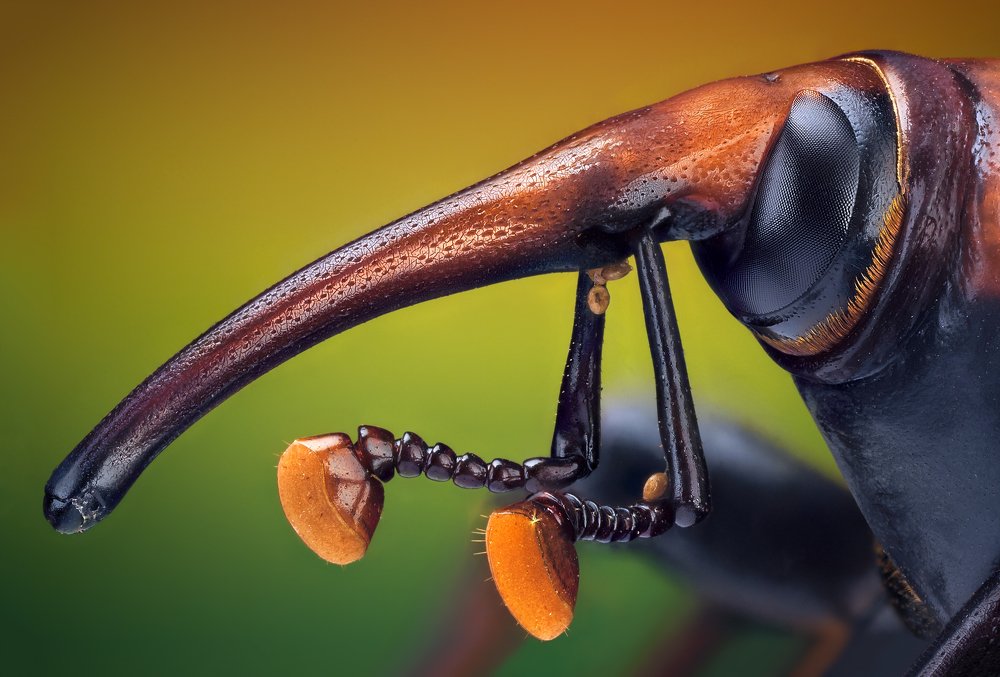 Red Palm Weevil (female)