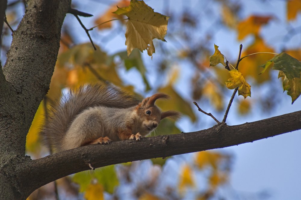 Осенняя прелюдия.