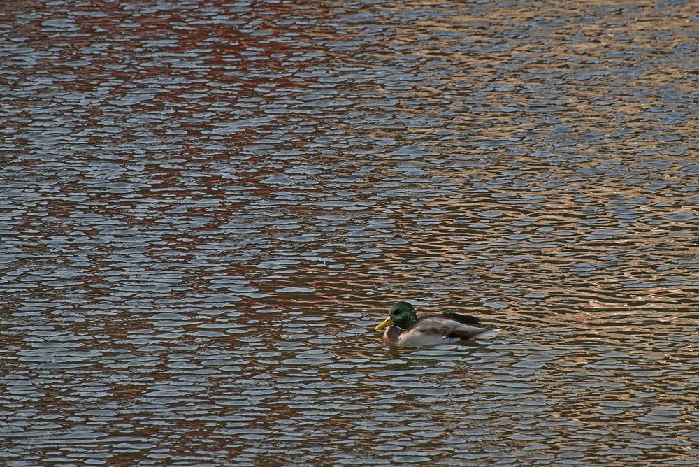 Вечерний моцион.