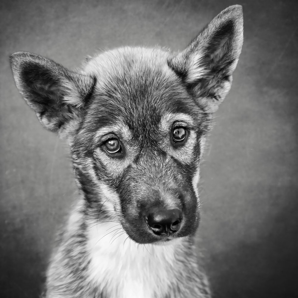 Photograph by Galina Livernette