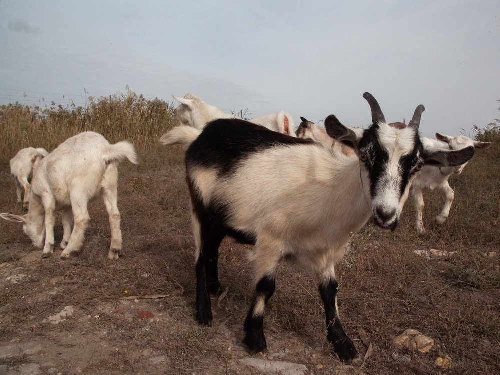 «Первенцы»
