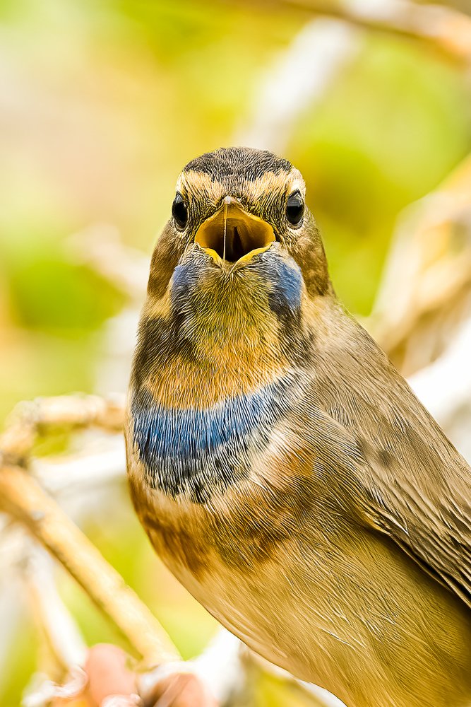 Blue Throat and Yellow Bill
