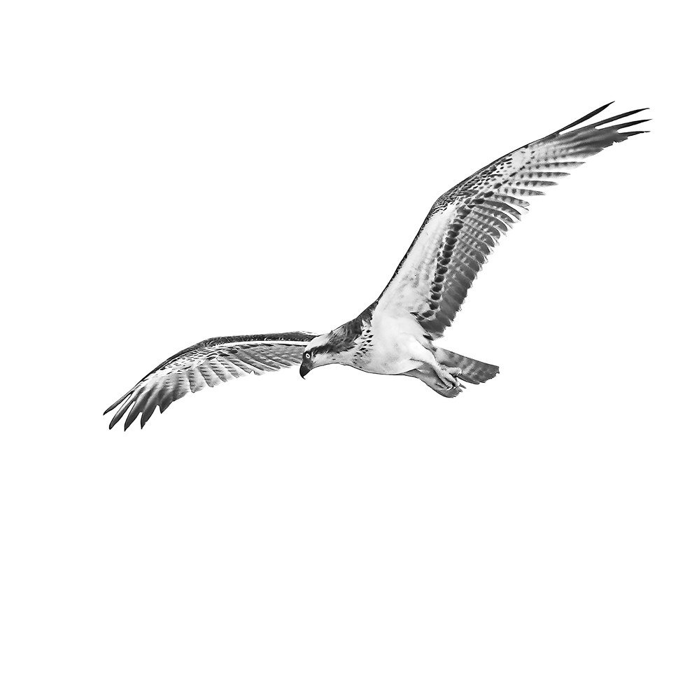 Osprey On a Hunt