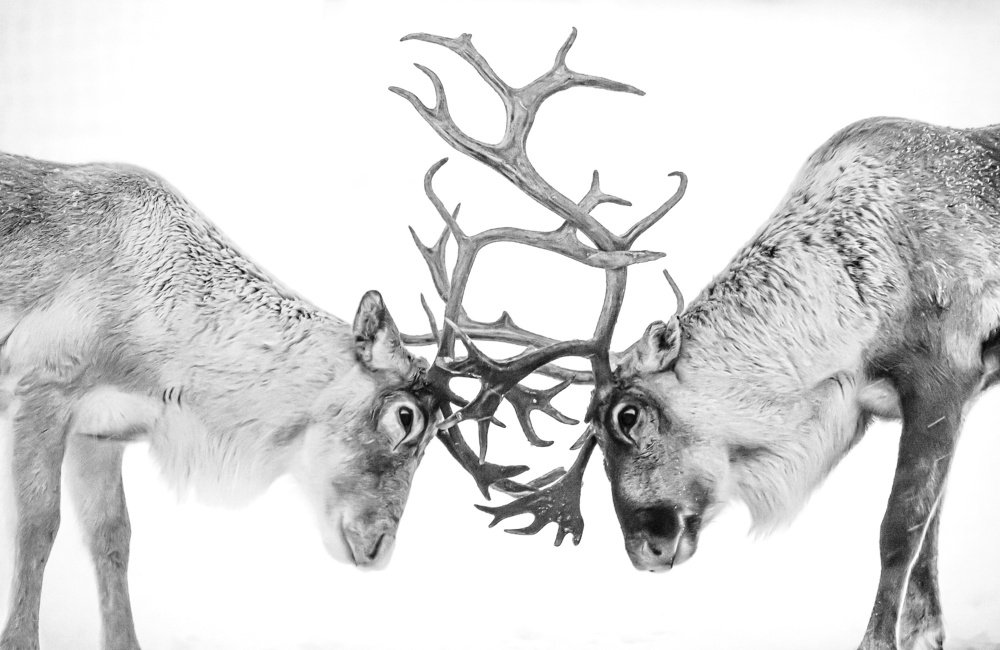 Reindeer Bulls Locking Antlers