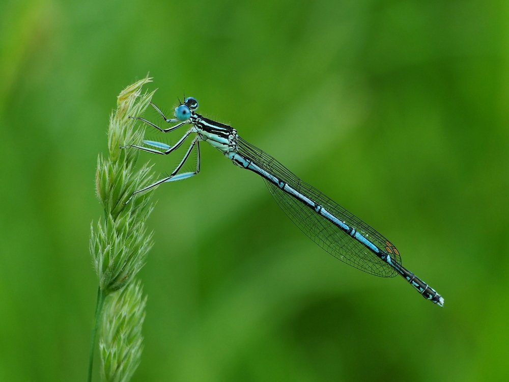 И крылышки точно стекло....