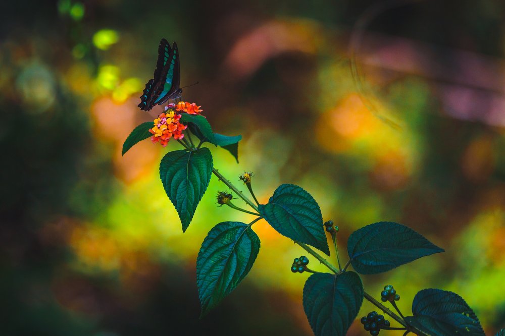 Photograph by ANH DUC