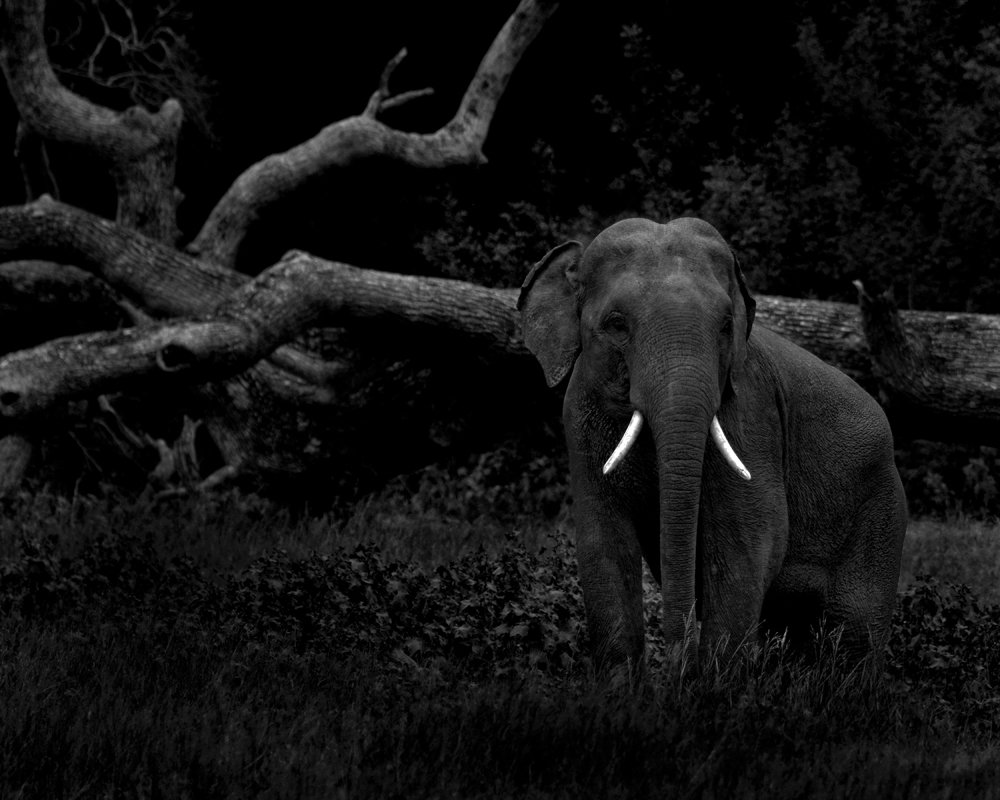 Photograph by Benjamine Dharashan