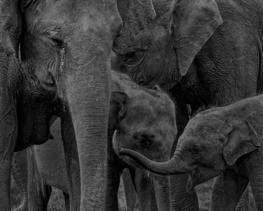 Photograph by Benjamine Dharashan