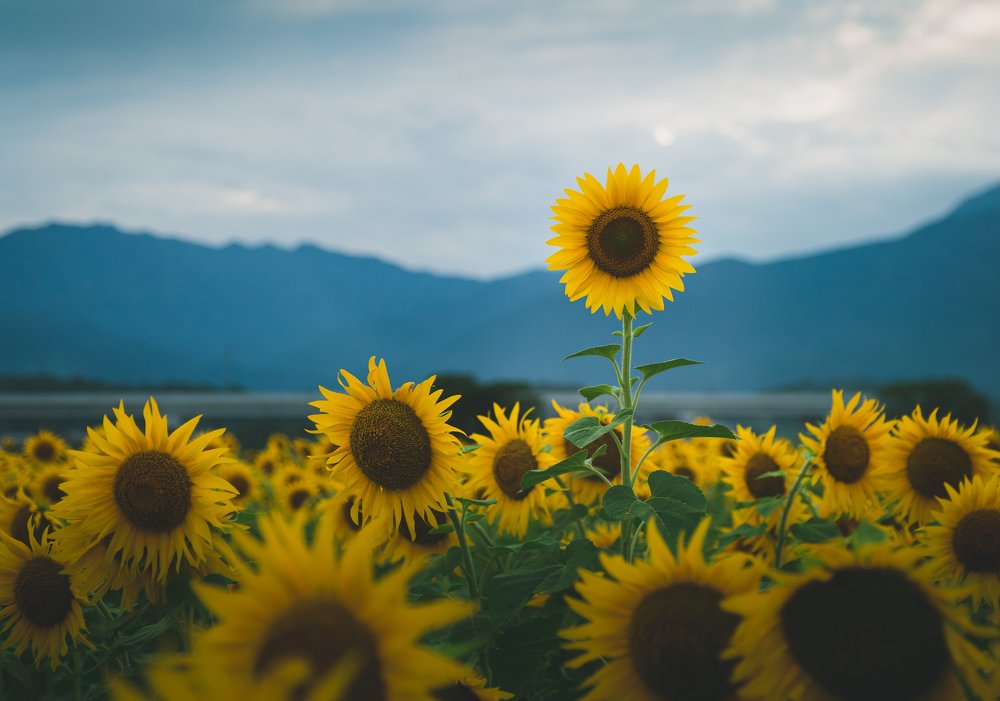 Photograph by ANH DUC