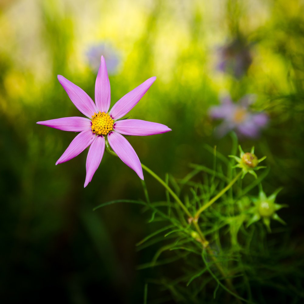 Photograph by ANH DUC