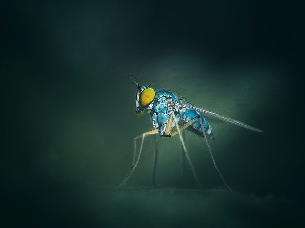 Long Legged Fly