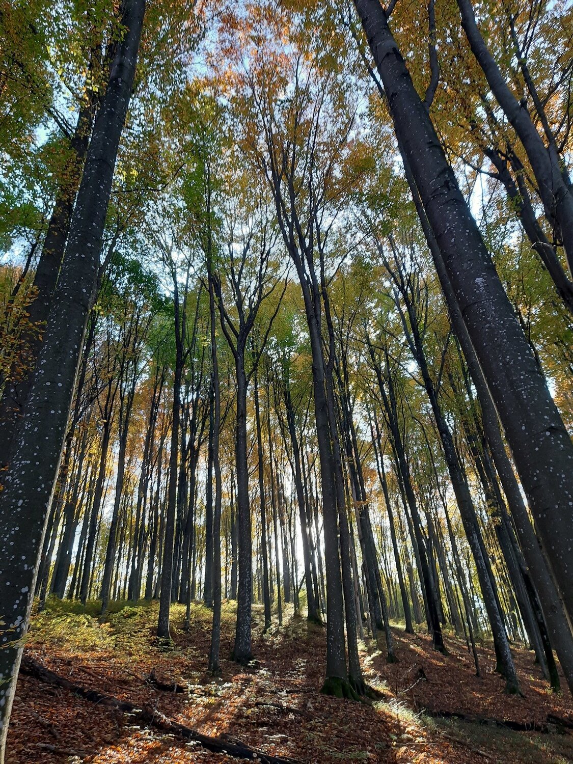Осінній ранок.