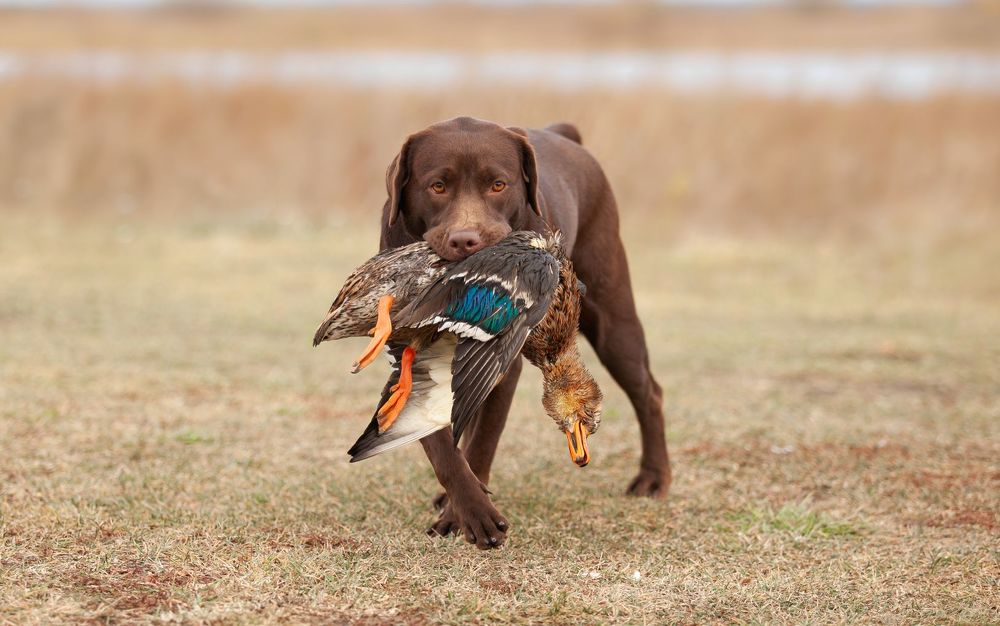 Мизанфа Жоли Евгеника Ностальжи. Рязань.