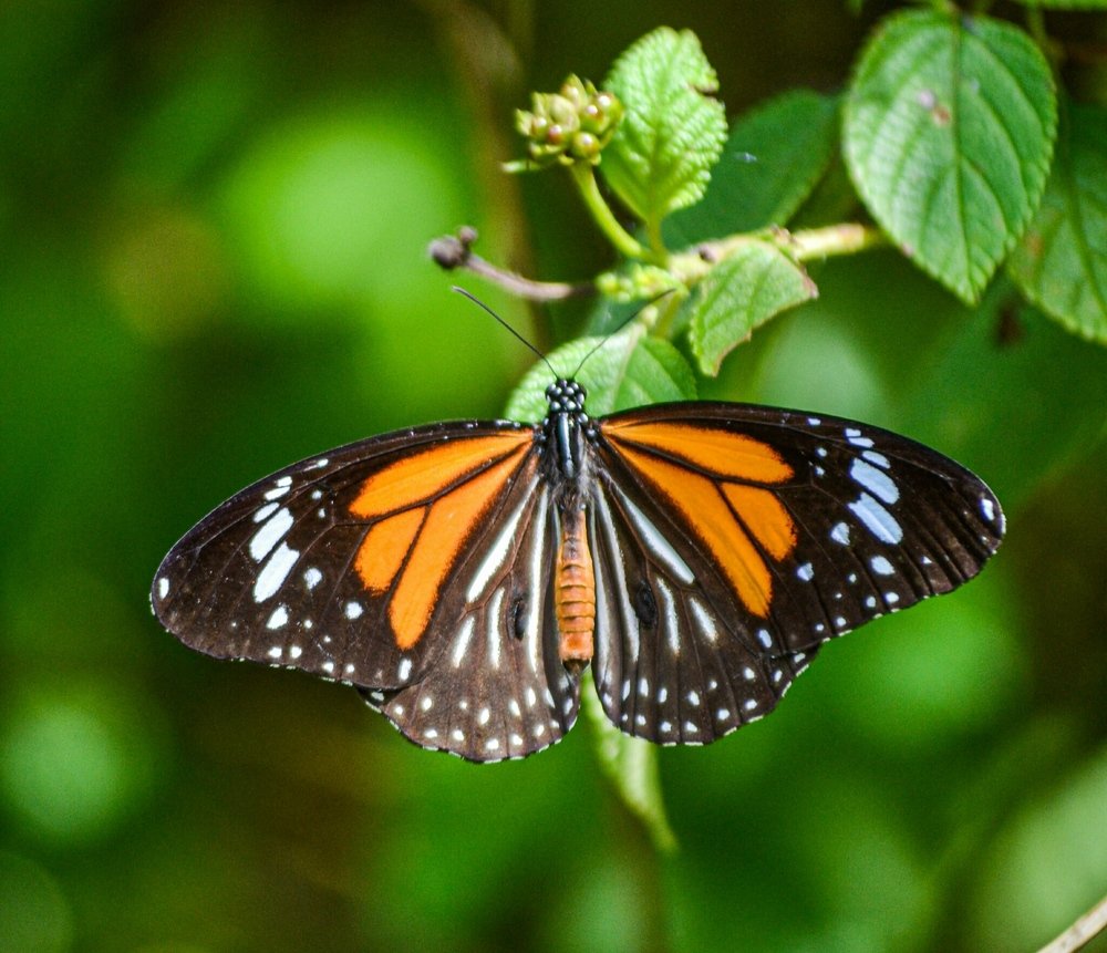 Photograph by Ilham Arrayyan