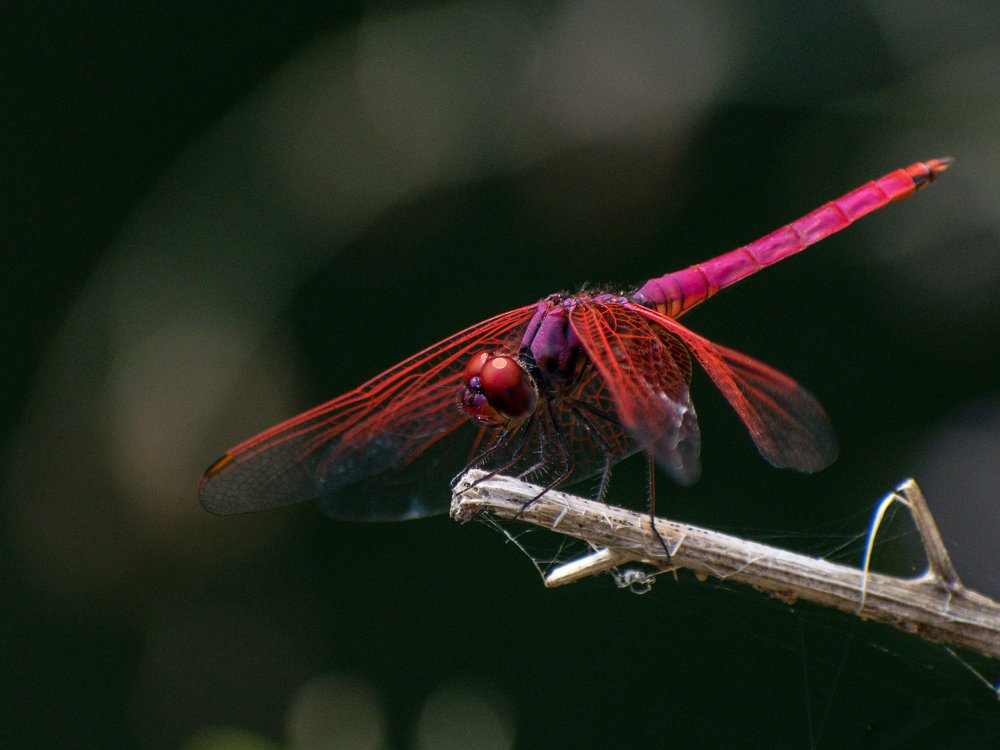 Photograph by PRABANJAN KARUPPUSAMY