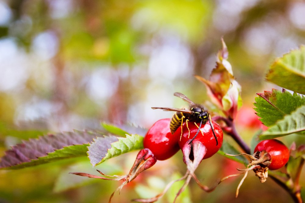 Фотография автора Анастасия Красикова