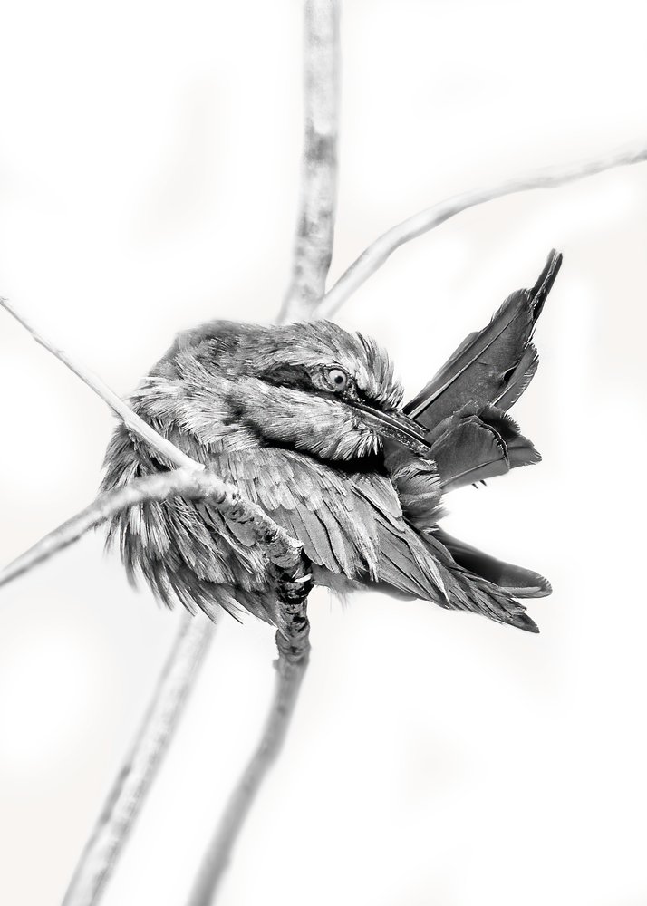 A preening Bee eater