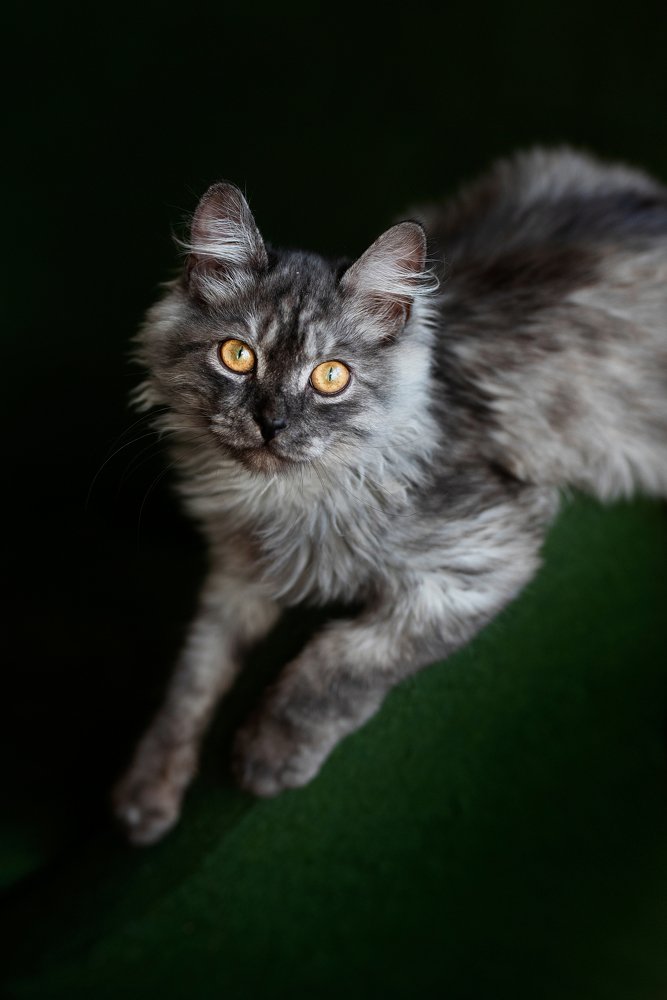 Фотография автора Ольга Келлер