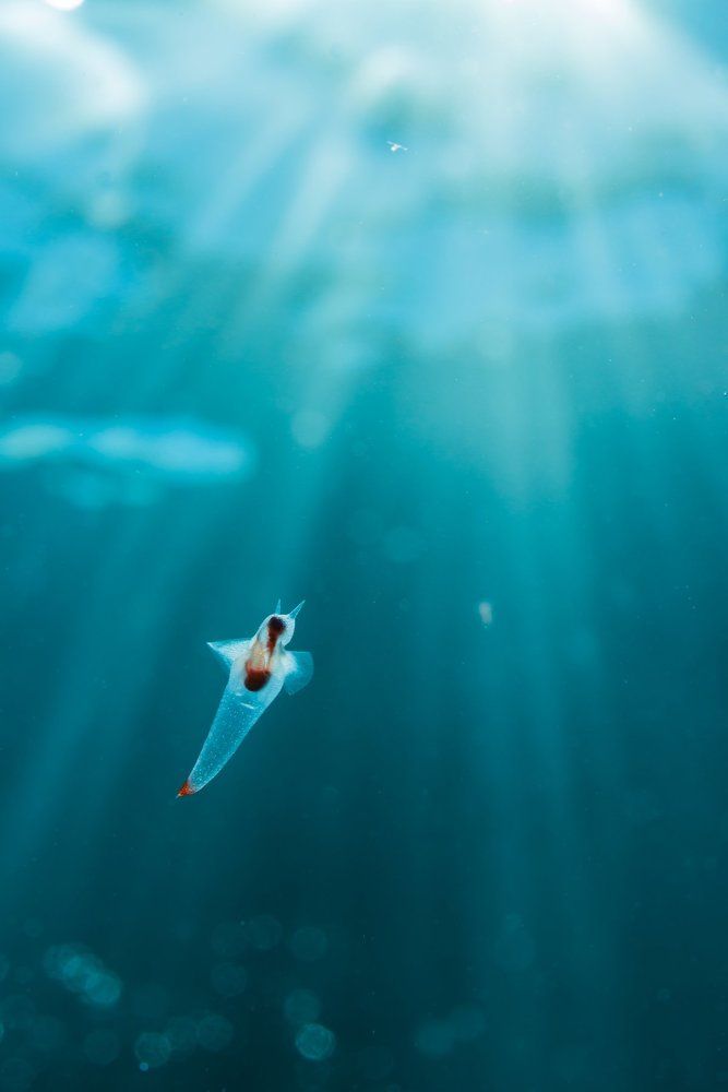 Photograph by KURASHIMA DAISUKE