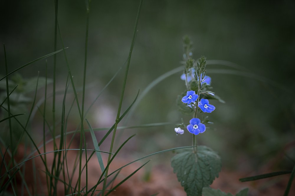 Photograph by Михаил Нестеров