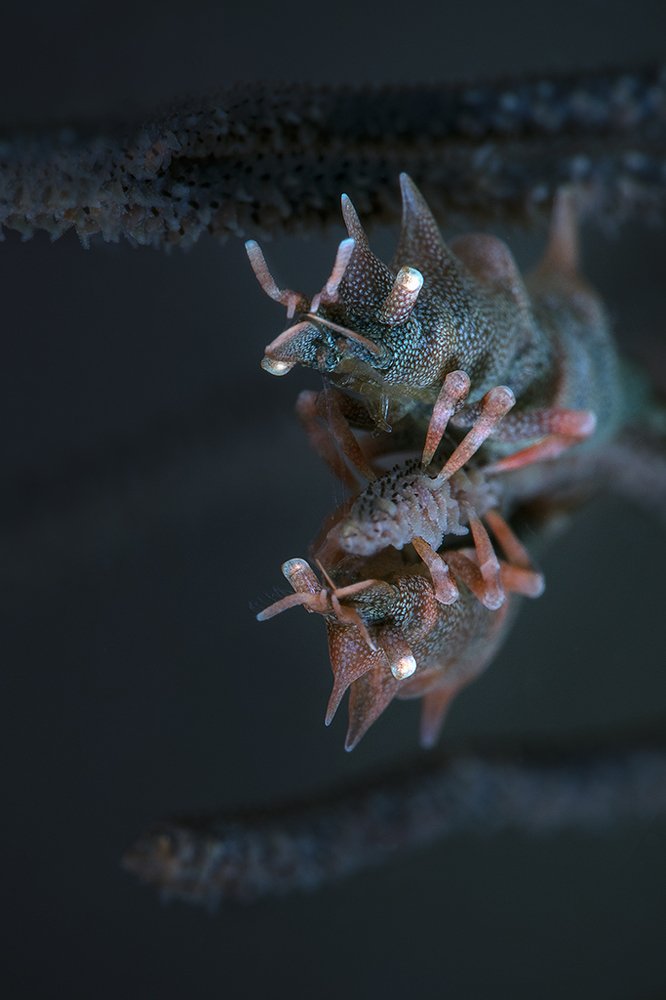 Two Dragon Shrimps (Miropandalus hardingi)